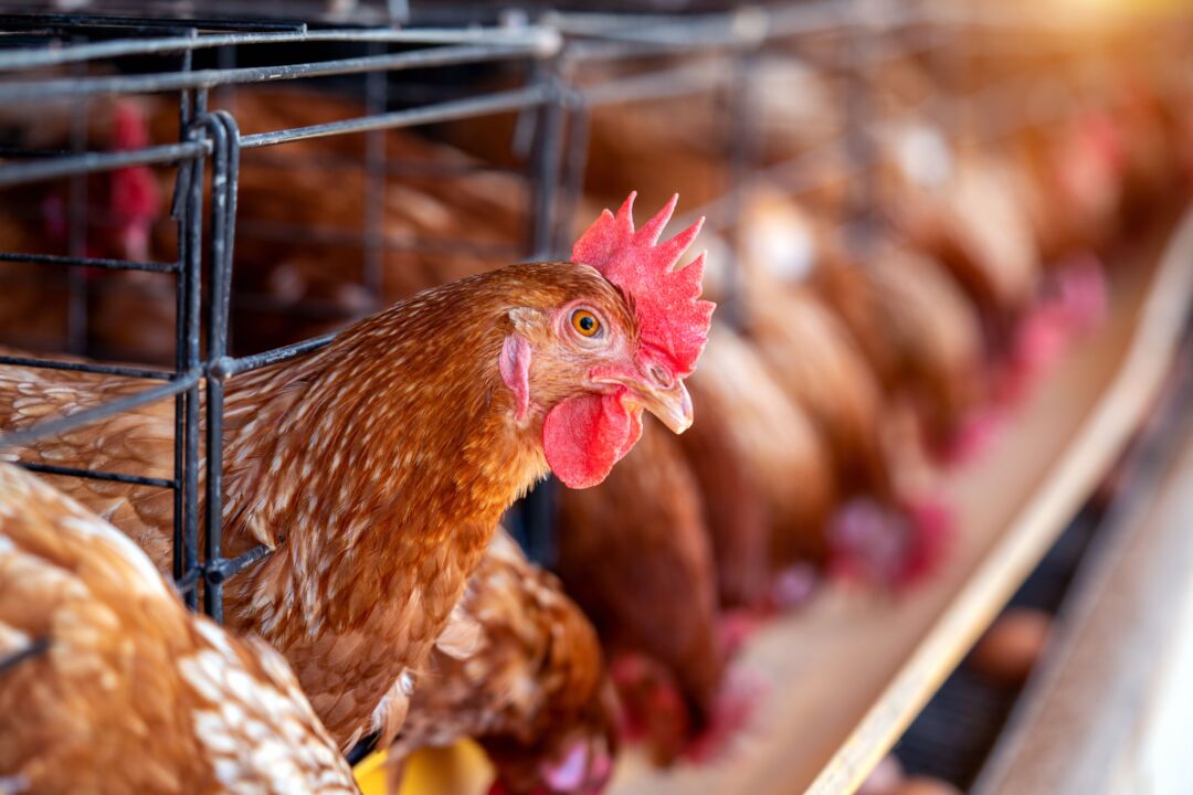 Secretários Estaduais de Agricultura defendem a criação de um Comitê de Crise da Influenza Aviária