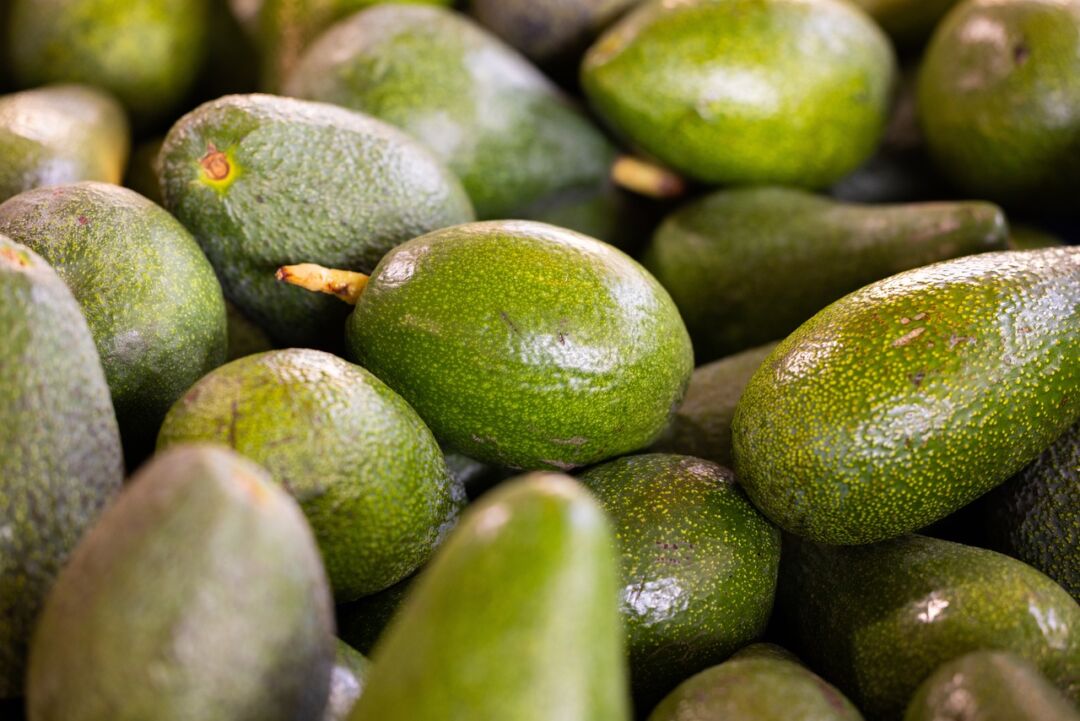 Incaper lança cartilha sobre cultivares de abacateiro para diferentes altitudes no Espírito Santo