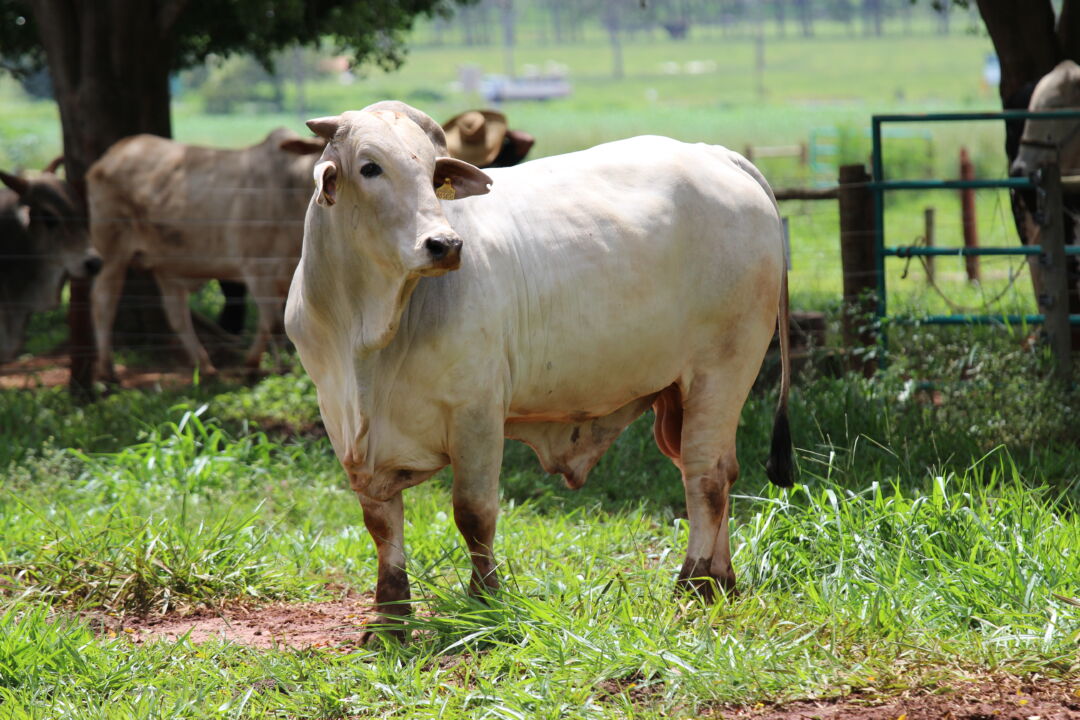 Aberto mais um mercado externo para venda de bovinos e bubalinos para reprodução