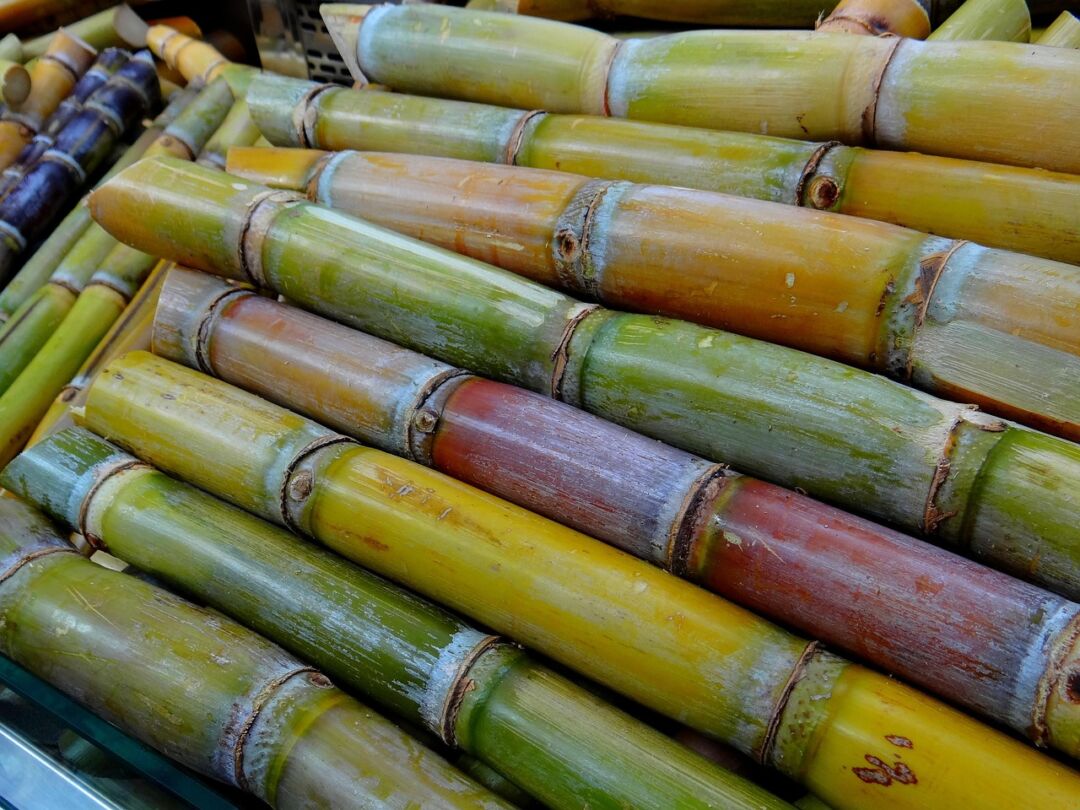 Começou a coleta dados em usinas de cana-de-açúcar para levantamentos de safra