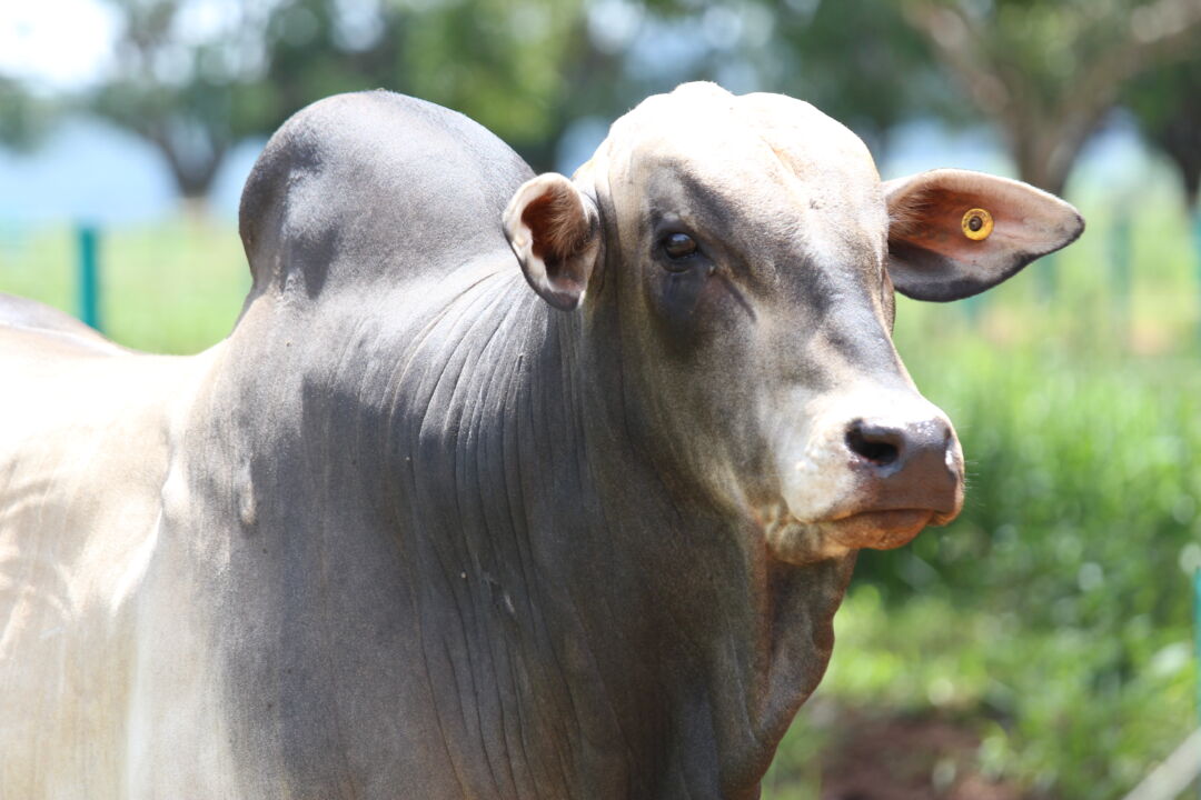 <strong>Desafio da Pecuária Responsável premiará projetos sustentáveis de corte e leite</strong>