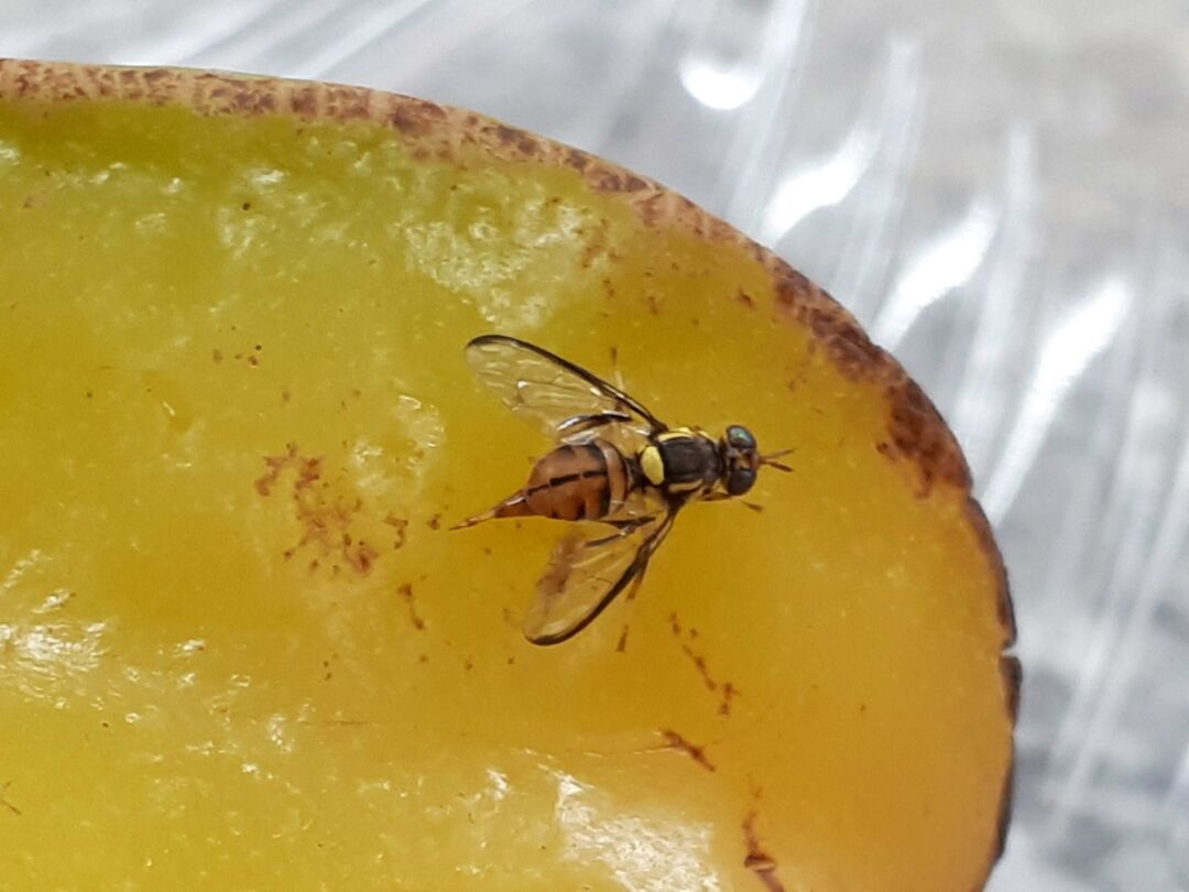 Portaria estabelece o estado de Roraima como área sob quarentena para Mosca-da-Carambola
