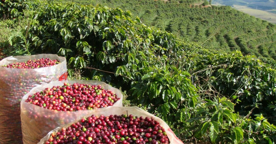 Evento nacional irá promover conexão entre cafés do Brasil e da Colômbia