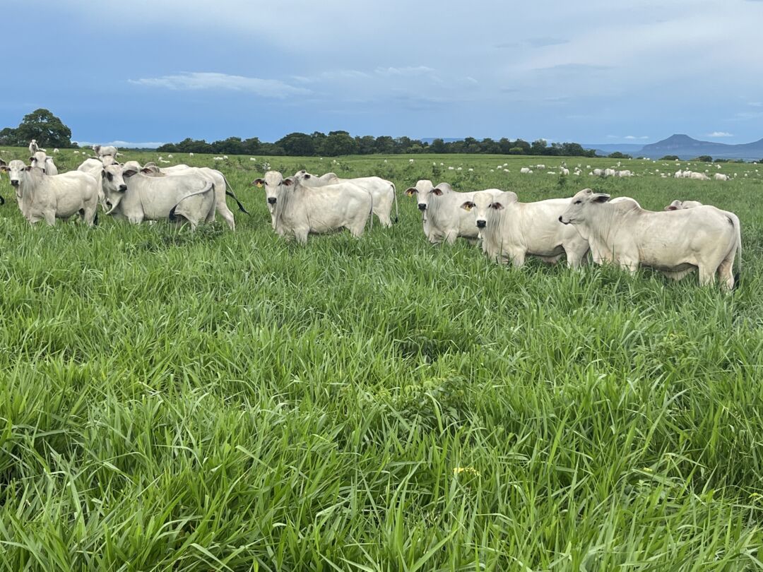 Melhores touros Nelore nascidos em 2021 são avaliados pela Agro-Pecuária CFM