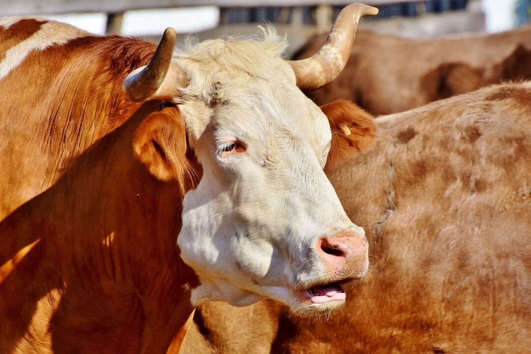 Resistência a antimicrobianos coloca pecuária mundial sob pressão e amplia desafios para o agro brasileiro
