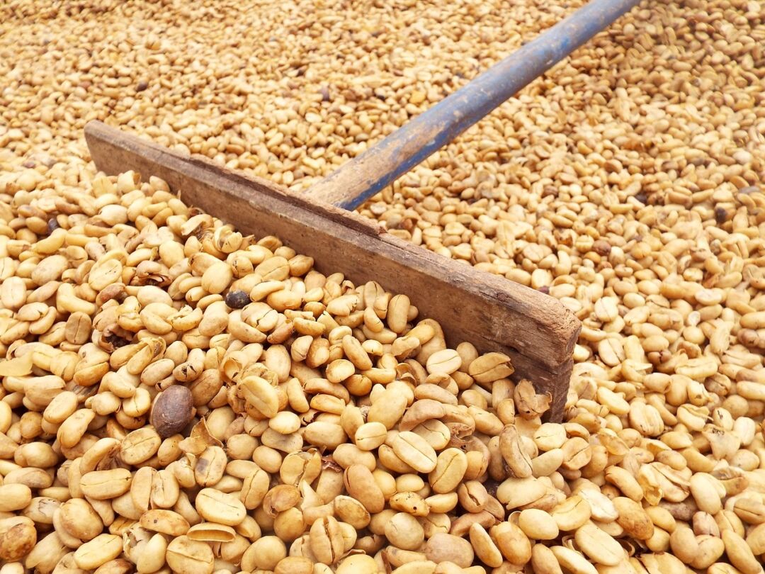 Levantamento da Conab estima produção de café em 54,74 milhões de sacas na safra 2023