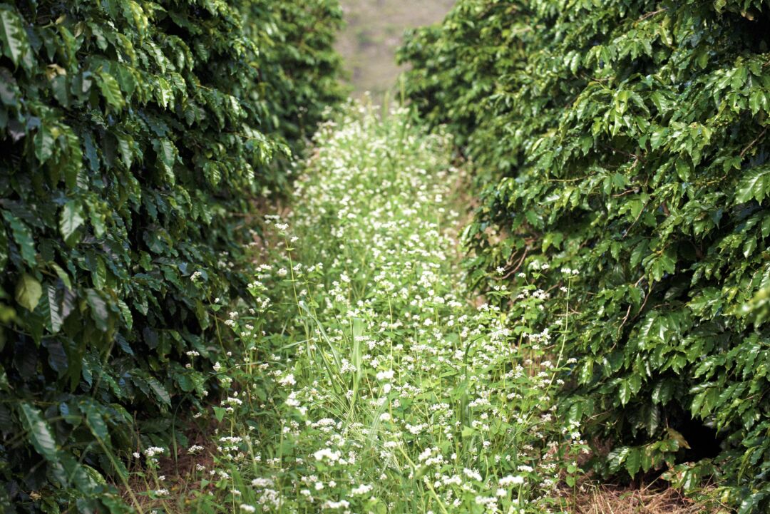 Cafeicultura sustentável torna Seguro Rural mais barato