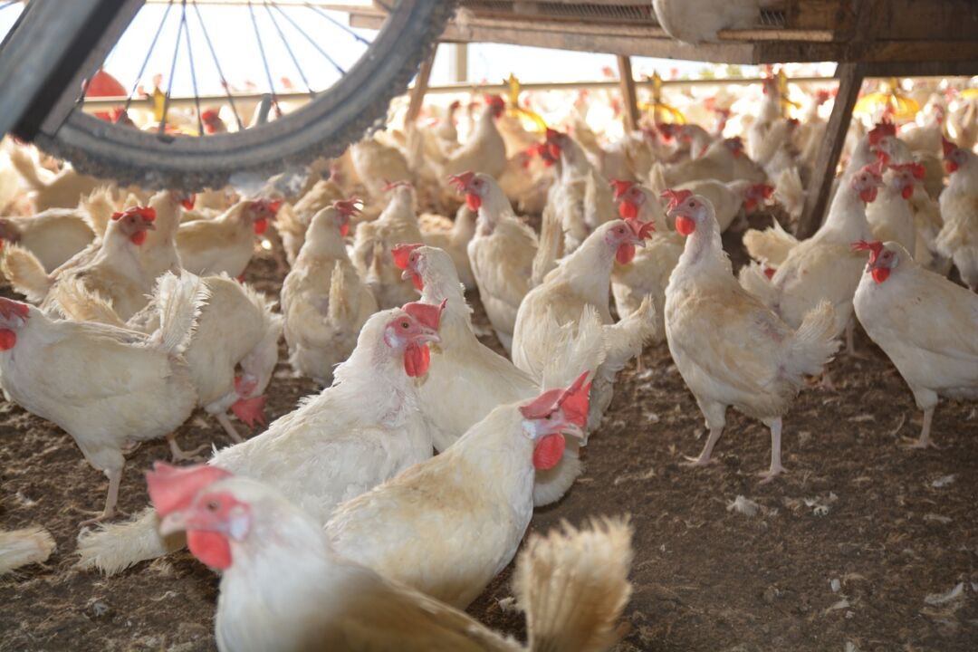 Ministro da Agricultura declara emergência zoossanitária devido à Influenza Aviária no Brasil