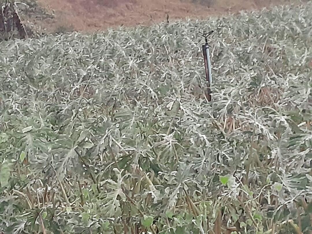 Chuva de granizo destrói plantações de inhame e hortaliças em São Bento de Urânia