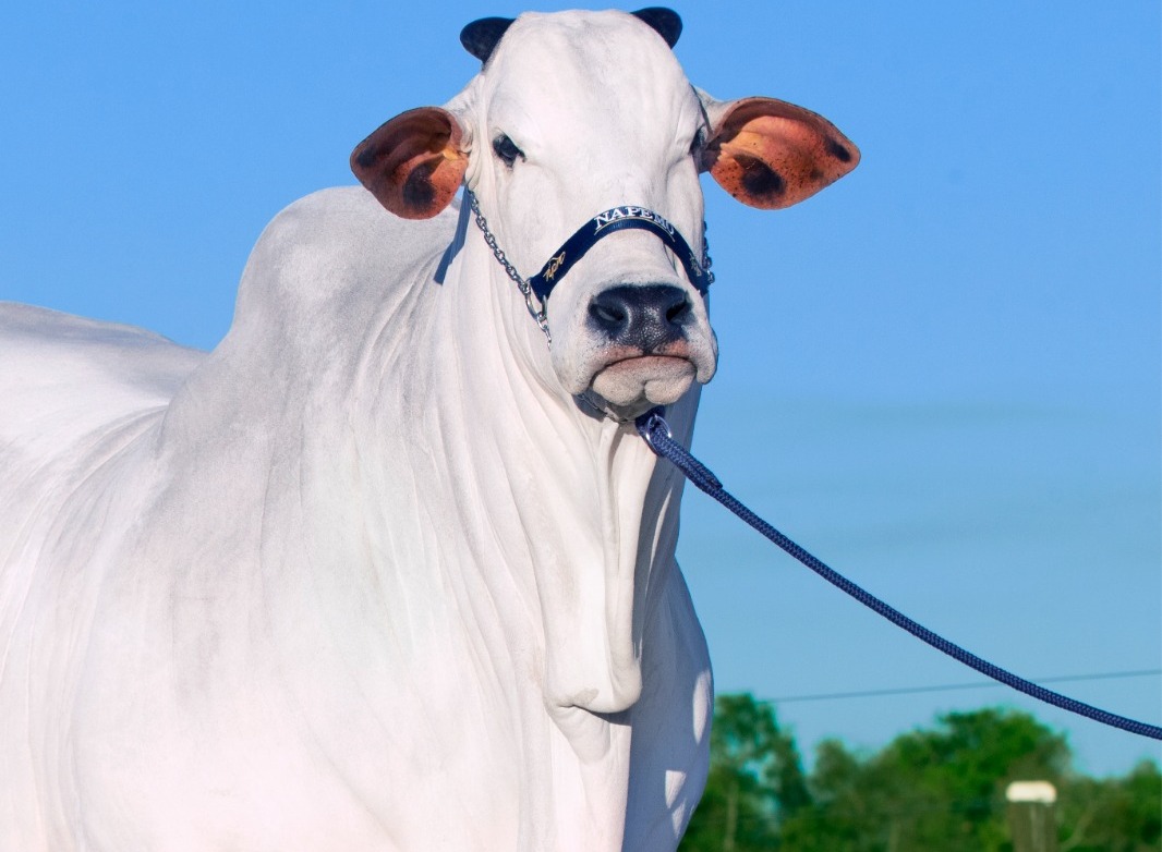 Leilão Agro Solidário venderá prenhezes de vacas premiadas em prol das vítimas do Rio Grande do Sul