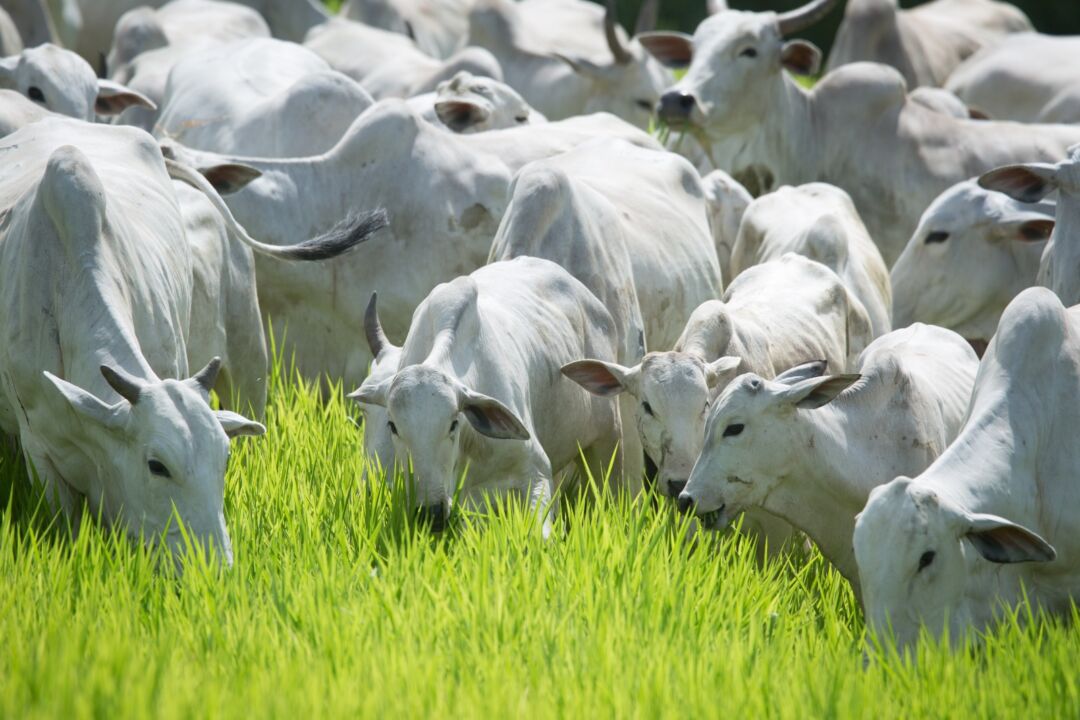 Coimma foca na otimização da produtividade na pecuária