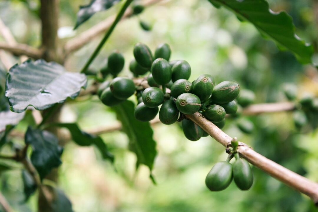Biossensor pode identificar toxina produzida por fungos nos grãos de café