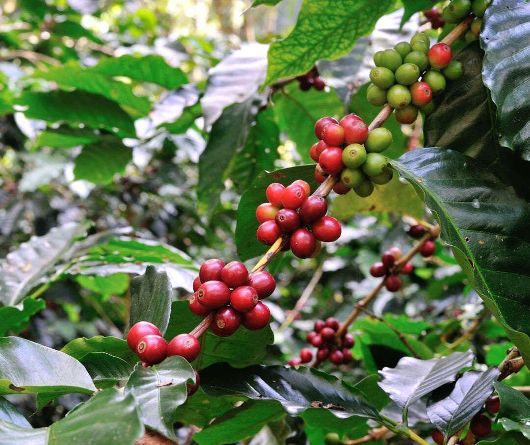Incaper lança folder sobre Cafeicultura Sustentável
