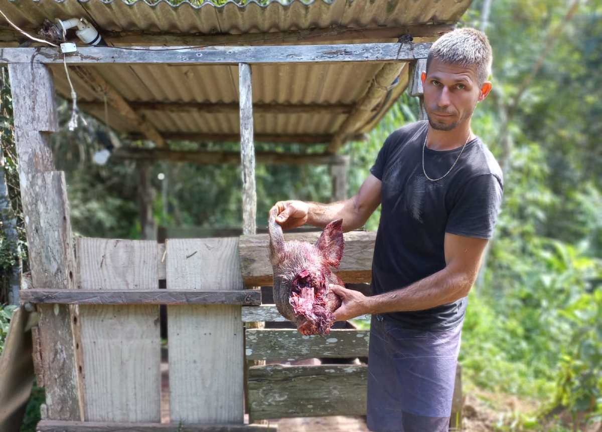 Agricultor flagra onça-pintada atacando uma porca no interior Espírito Santo