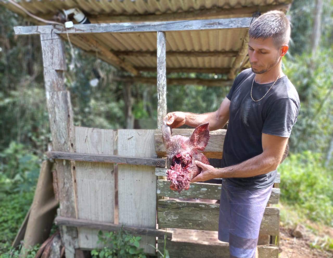 Após onça atacar porca, Ibama orienta moradores e garante que equipe irá ao local