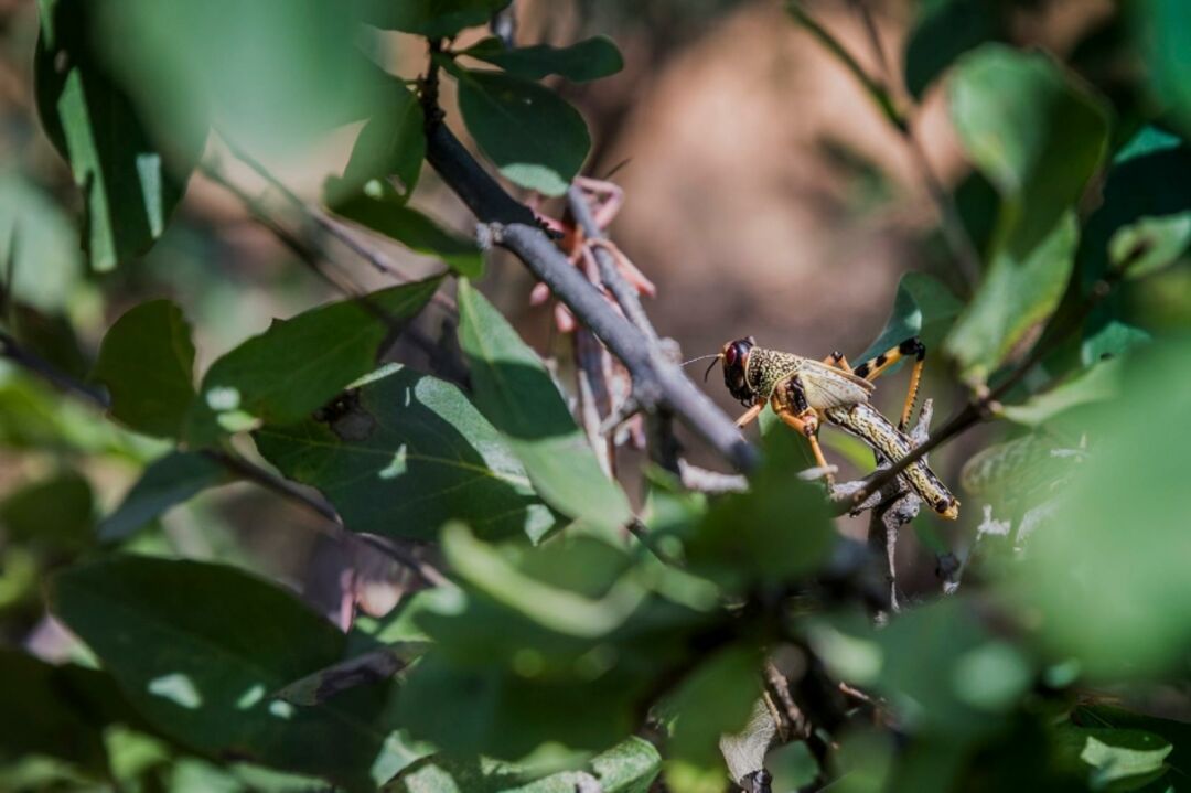 Conheça as 5 doenças de plantas que a crise climática está agravando