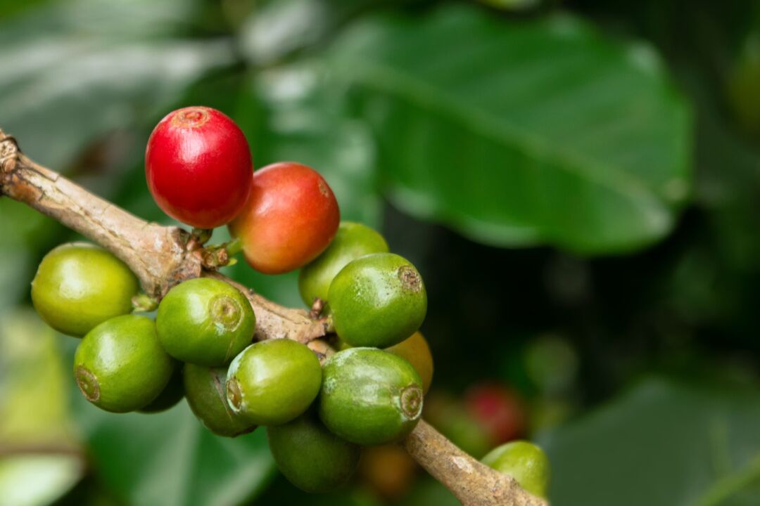 Pesquisa do IAC começa a testar em campo café naturalmente descafeinado