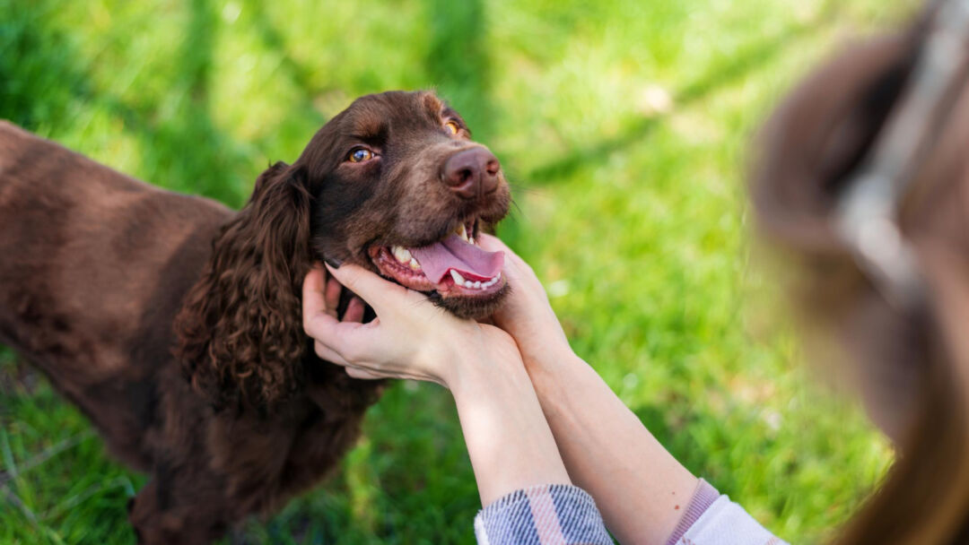 Cachorro pode comer maçã? Fruta faz bem ou é tóxica ao animal?