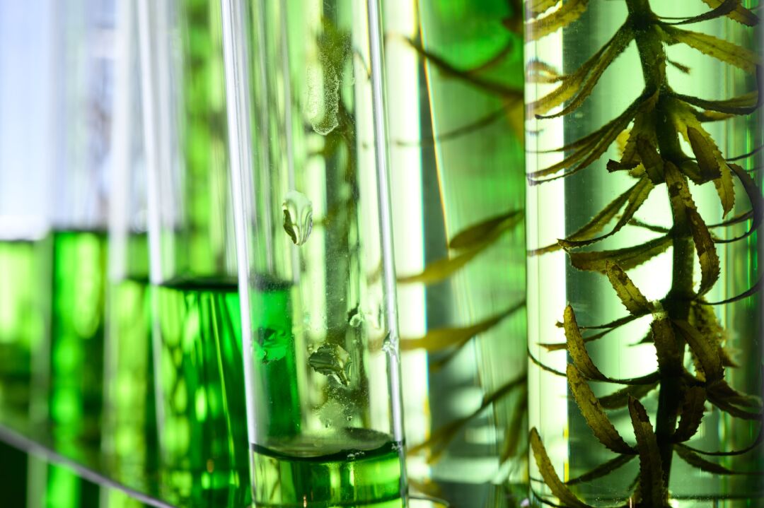 Congresso Brasileiro do Agronegócio terá o lançamento do livro Biotecnologia Agrícola no Brasil