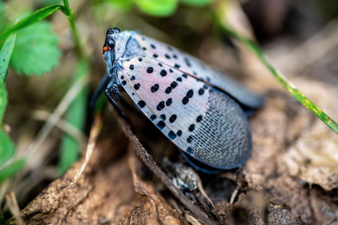Mosca-lanterna-pintada ameaça agricultura na América