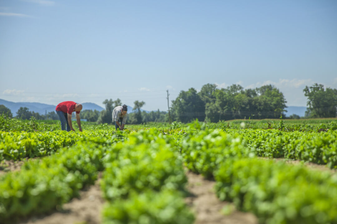 Espírito Santo recebe R$ 49 milhões em convênios para fomentar agronegócio