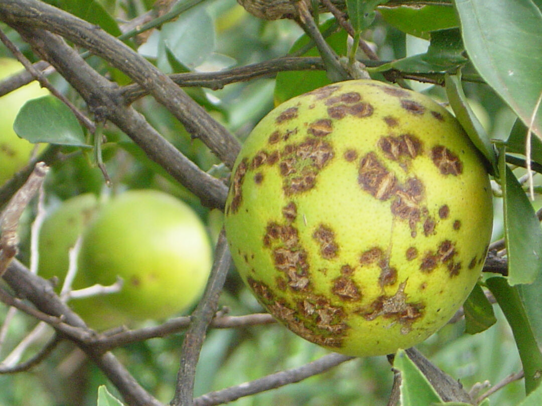Dicas para combater o ácaro-da-leprose dos Citrus