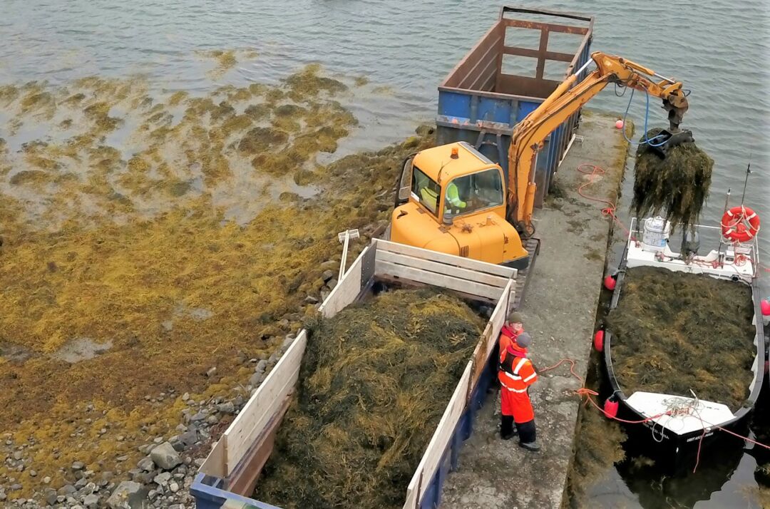 Alga marinha pode ser ingrediente fundamental para melhorar a saúde de plantas