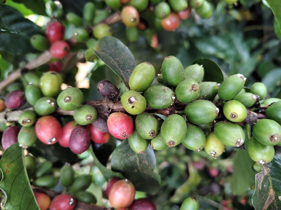 Controle da broca-do-café é tema de dia do campo na próxima quarta-feira (11) em Marechal Floriano
