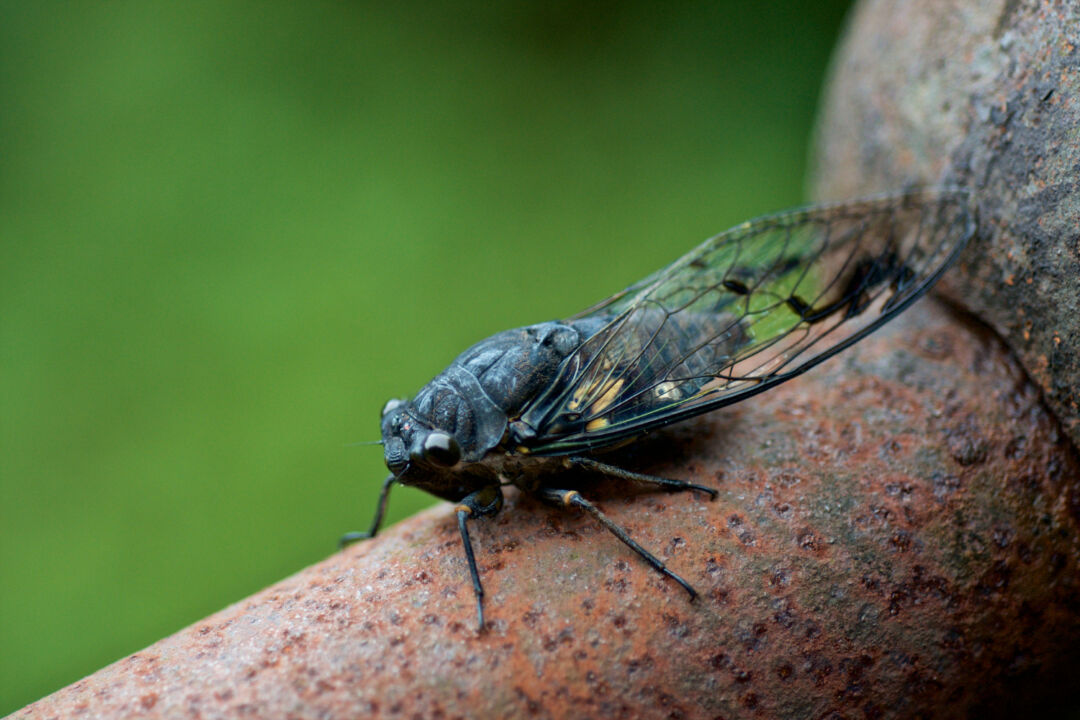 Cigarras conseguem detectar a chuva?