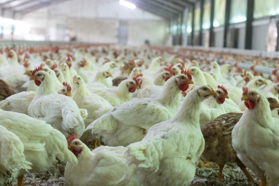 Salmonella gera impacto na avicultura e preocupa produtores