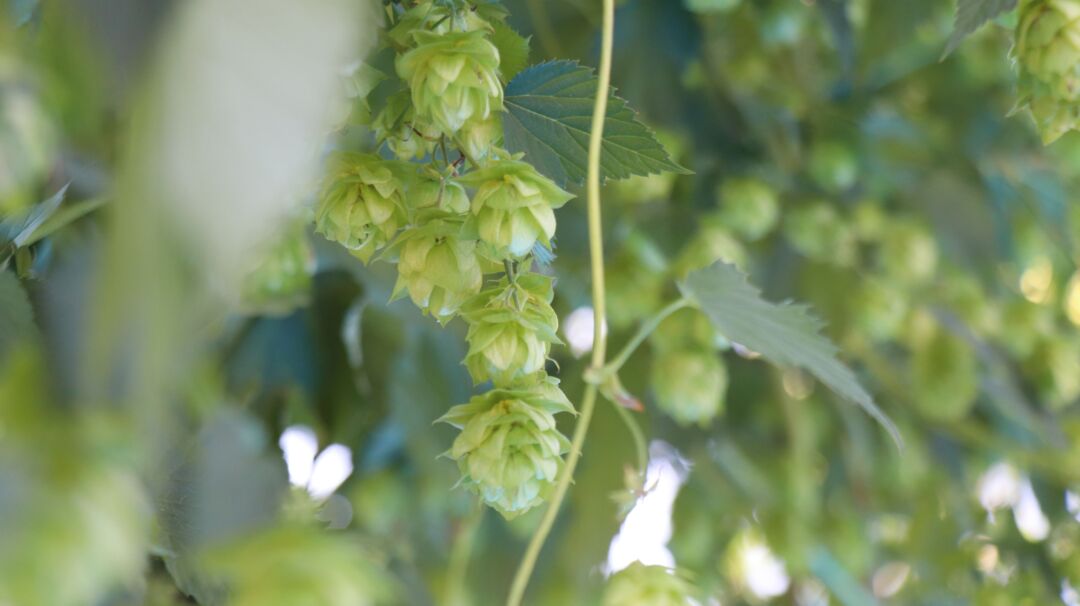 Do lúpulo à cerveja: Viana realiza a 1ª EXPOCERVI do Brasil