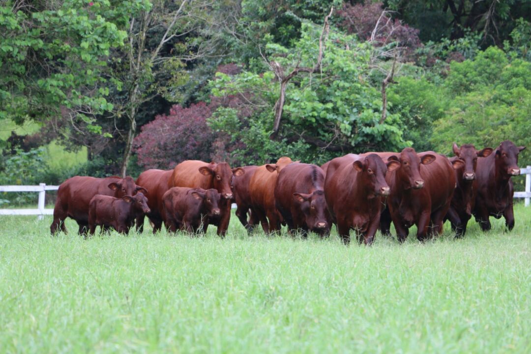 Pecuaristas do Brasil e de outros países conhecerão pastoreio Voisin como alternativa para criação de gado