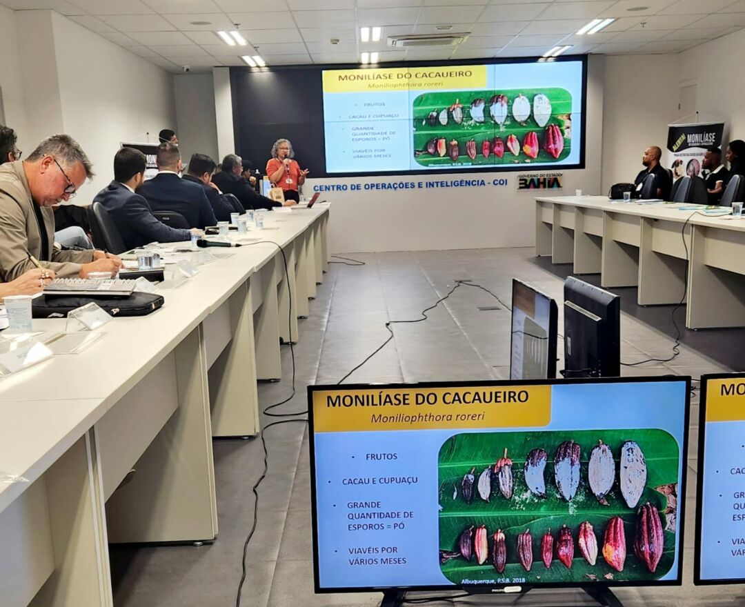 Representantes de quatro Estados debatem medidas de combate à monilíase do cacaueiro