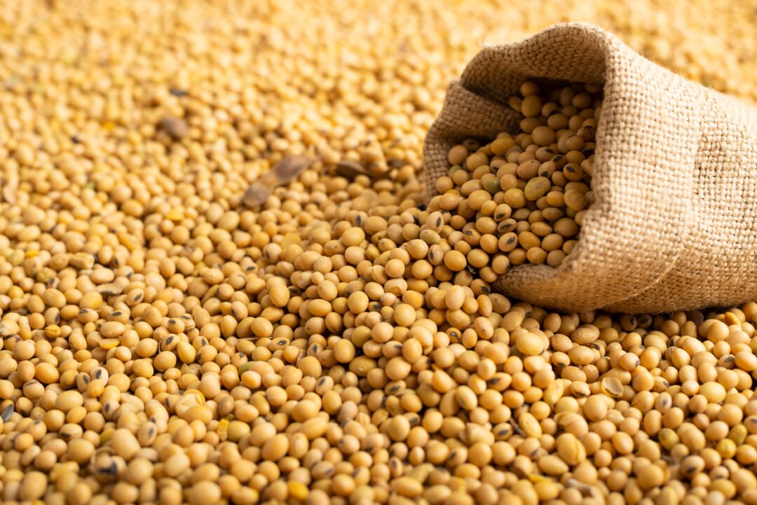 Exportações do agronegócio em setembro foram de US$ 13,71 bilhões