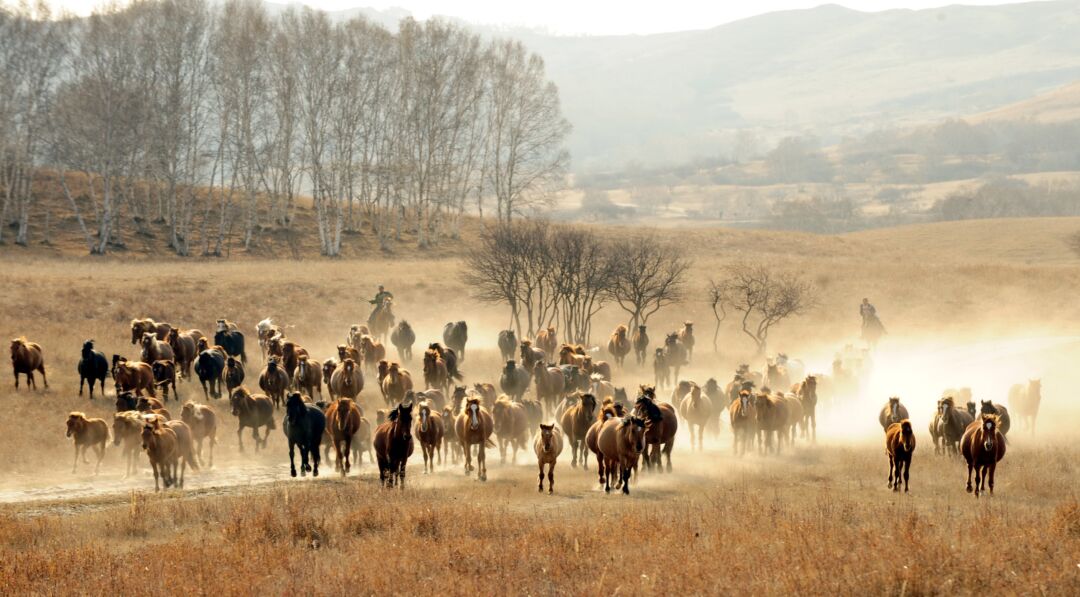 Especialista afirma que cavalos bem suplementados têm melhor rendimento na lida com o gado
