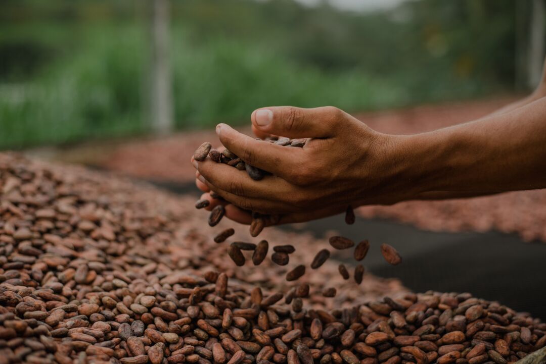 Bahia, Pará e Rondônia disputam título de melhor amêndoa de cacau do Brasil