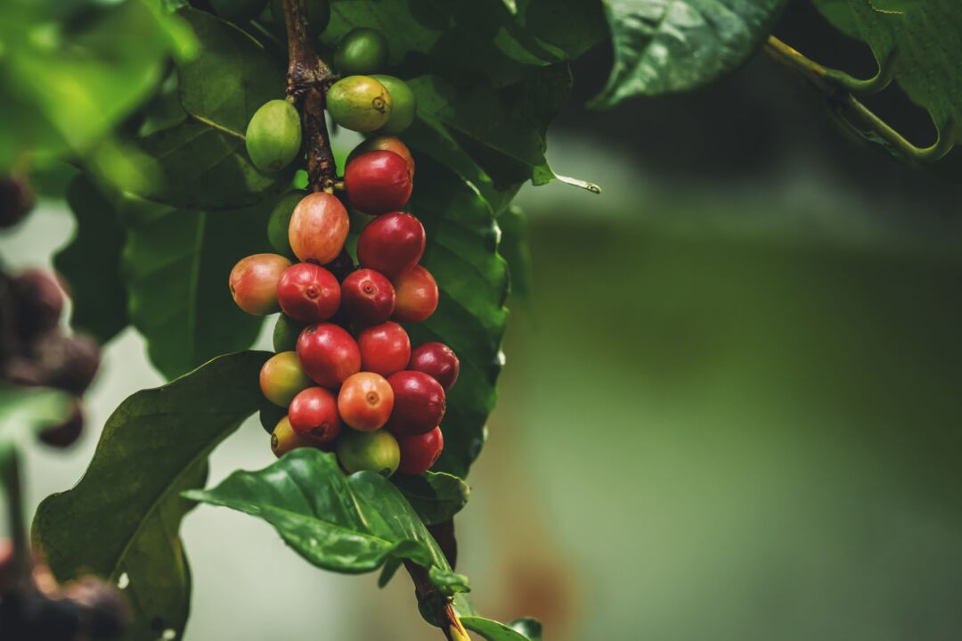 Cooperados de coops capixabas são finalistas do concurso de café