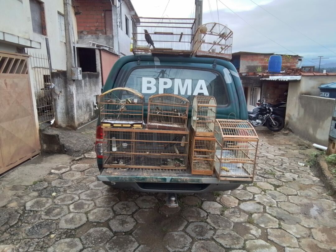 Cresce tráfico de aves do Espírito Santo para o Rio de Janeiro