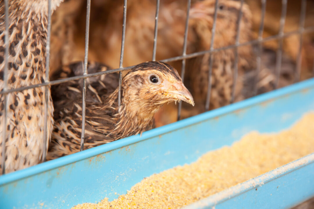 Brasil exportará codornas e ovos férteis para o Egito