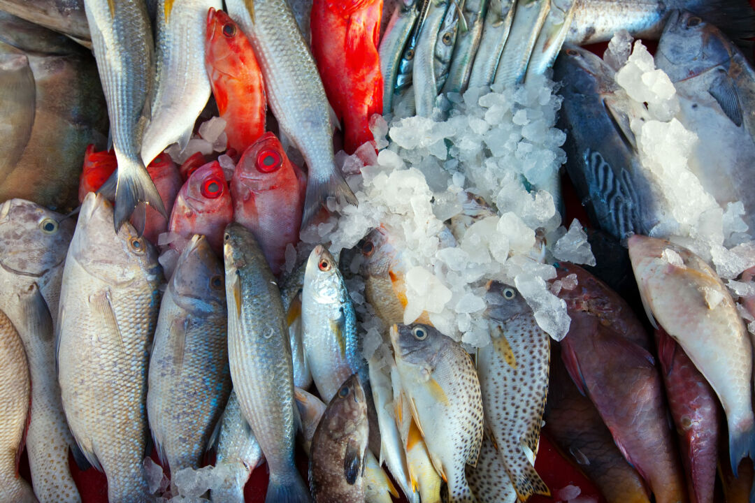 Abertura do mercado do Egito para pescados e derivados brasileiros