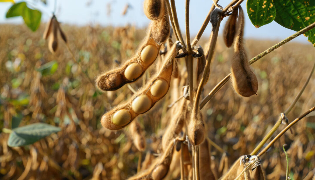 El Niño pode intensificar incidência de pragas e doenças na produção agrícola
