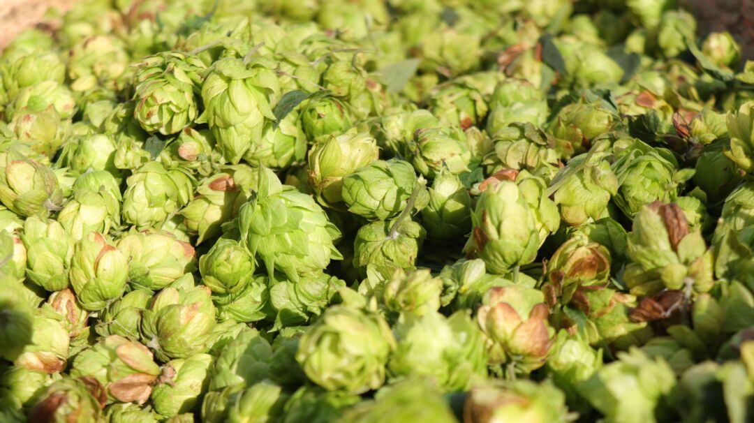 Viana recebe doação de mil mudas de lúpulo para impulsionar o Polo Cervejeiro
