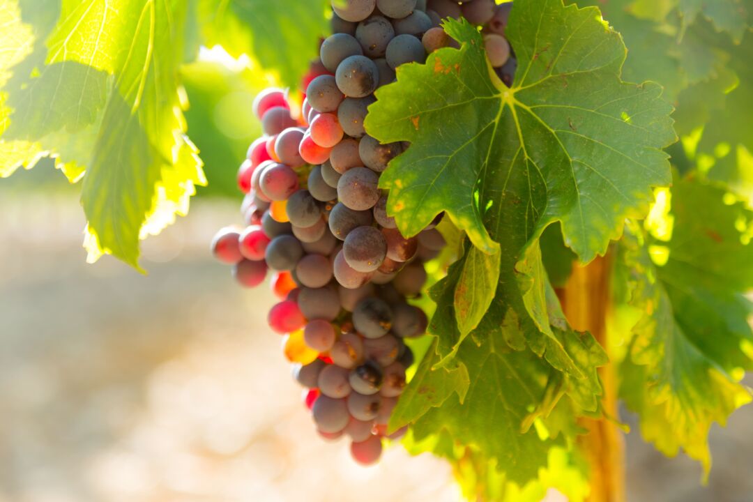 ES tem potencial para ampliar processamento de uvas e fortalecer polo vitivinícola