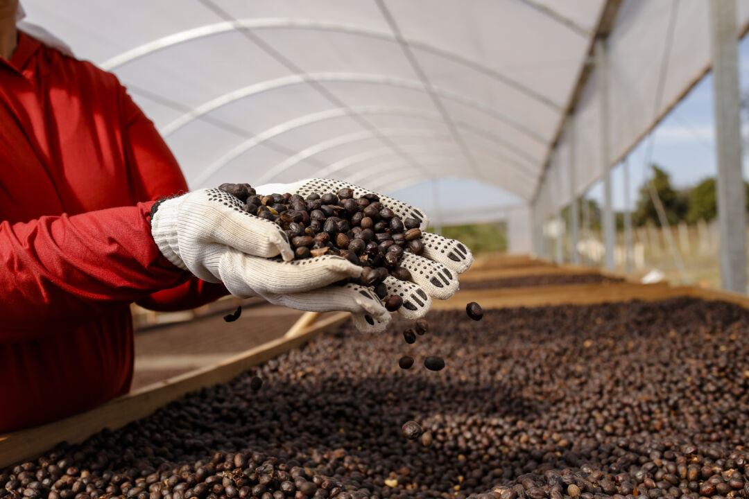 Leilão virtual de cafés do Cerrado Mineiro terá 29 sacas à venda