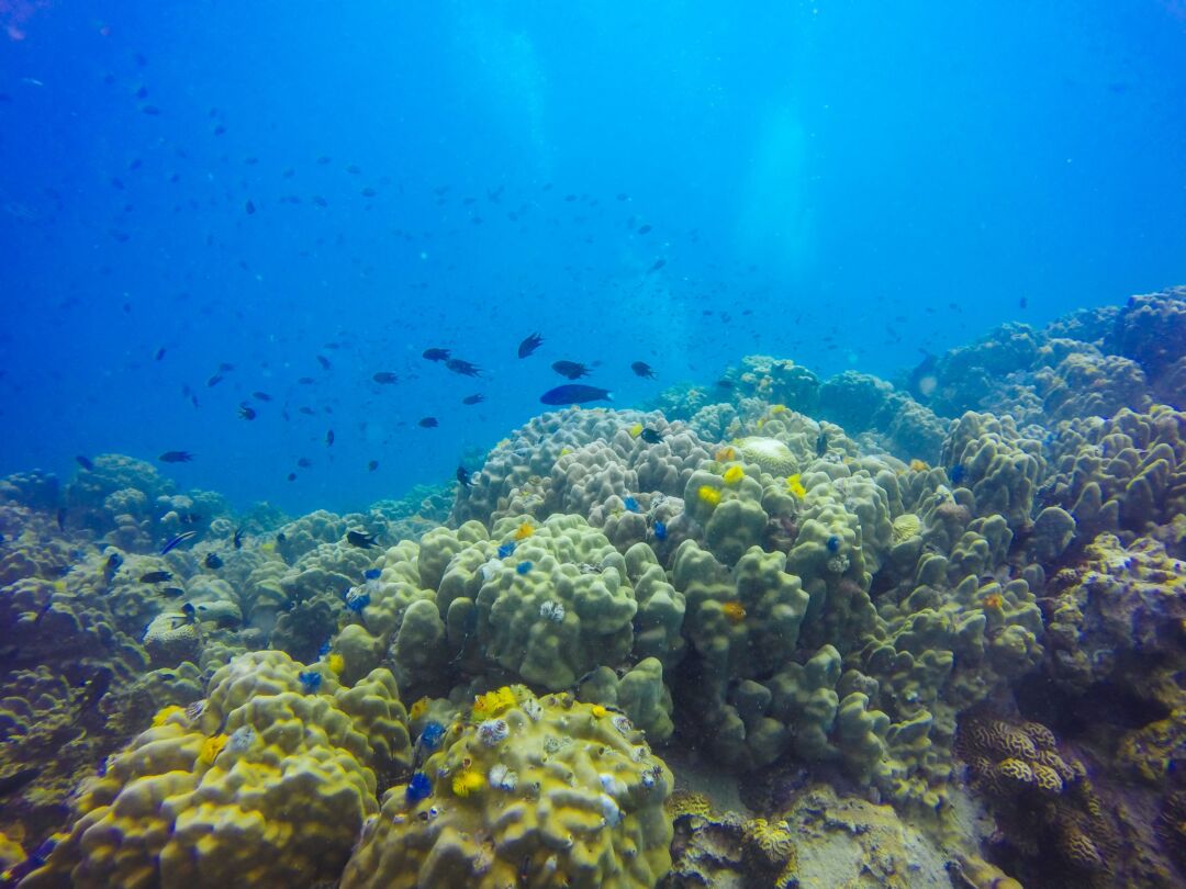 Novo ecossistema marinho é descoberto na costa do Espírito Santo