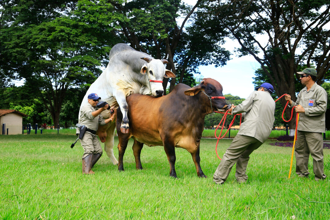 Manual de Inseminação Artificial (IA) em bovinos é lançado gratuitamente para pecuaristas