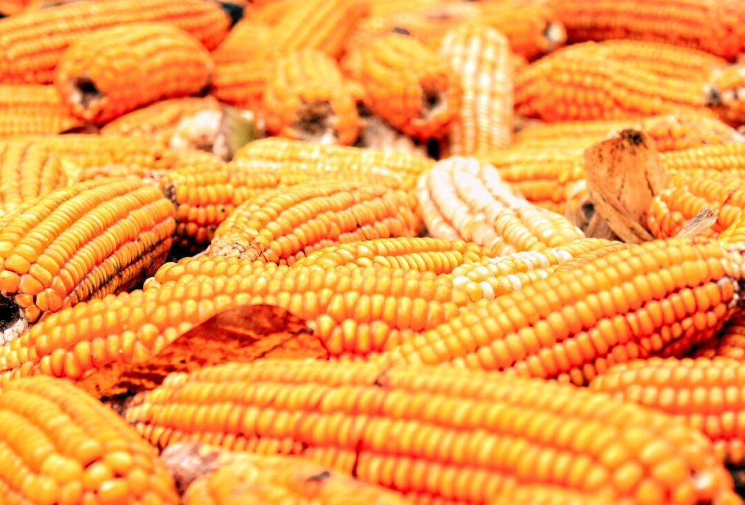 Programa de Venda em Balcão terá R$ 105 milhões para equalização de preços do milho
