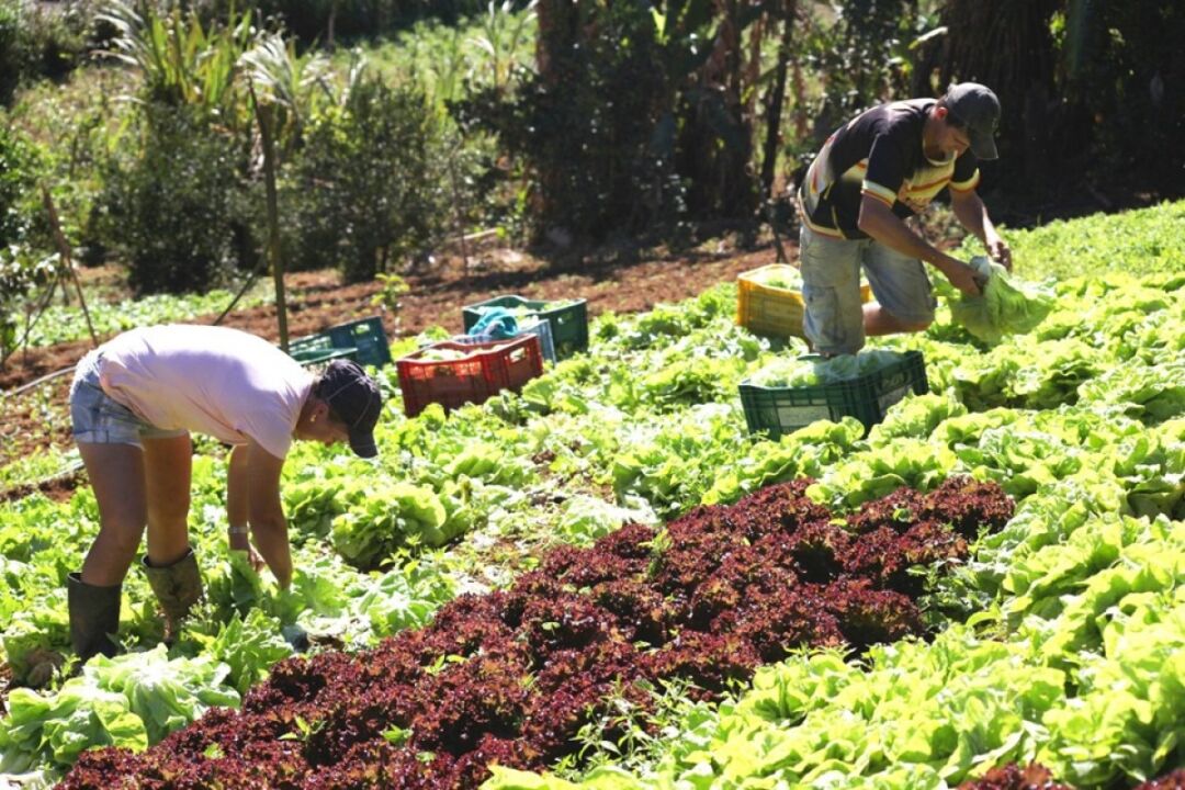Senar-ES oferece cursos semipresenciais e gratuitos para produtores rurais