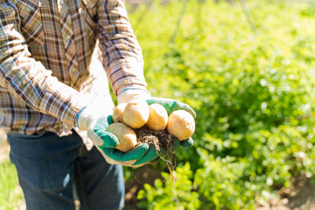 Produção de legumes, cereais e oleaginosas deve ter redução em 2024