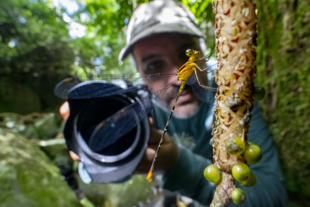 Documentário mostra a importância de corredores ecológicos nas montanhas do Espírito Santo